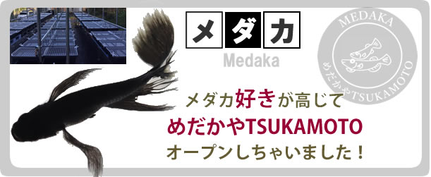 めだかやTSUKAMOTO：メダカ好きが高じてめだかやTSUKAMOTOオープンしちゃいました！